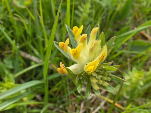 Anthyllis vulneraria / Vulneraria comune